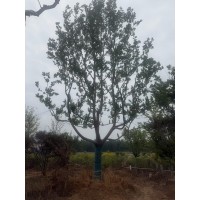 各种移栽、造型，斜飘，低分枝大冠副精品乌桕，欢迎需要老板实地考察指导 电议价格 宝景农业