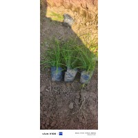 麦冬草耐寒性强 覆盖效果好 植株低矮 是优良的园林地被植物 电议价格大量 盛璟园林工程