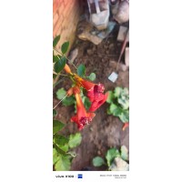 凌霄花大小苗 园林景区爬藤观赏 规格齐全花期长 苗圃现挖现发 电议价格 庭院廊架植物