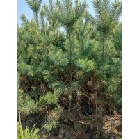 樟子松 各种规格樟子松杯苗 裸根苗 基地苗圃 东北苗木基地 荒山绿化造林苗 玉国苗圃 电议价格