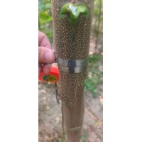 当年苦楝苗三至五公分 楝树道路种植成活率高抗风耐寒 冠县苦楝苗大量供应 电议价格 森雨苗木
