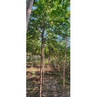 椿树1～15公分 批发椿树 生长速度快 年生长量高 移植栽培易成活 电议价格 冠县森雨苗木