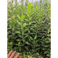 兴安杜鹃杯苗，40高，有量 工程绿化粉色草花 杜鹃杯苗地苗花期持久 电议价格 海涛苗圃