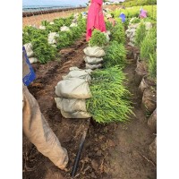 桧柏杯苗 常绿灌木 防沙固土 庭园景观植物 桧柏塔柏苗 东北苗木基地 电议价格 海涛苗圃