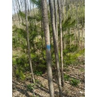 柳树苗大苗，3公分以上的，数量大约3000棵左右 沙地固土生态造林绿化 电议价格 嘉荟苗木