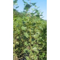 杨树苗新品种：新林一号数量10万左右棵，价格电议 基地直发 植树造林 东北苗木 嘉荟苗木