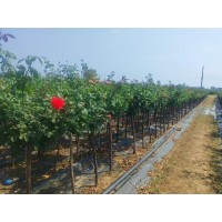3公分精品月季低价出售 高杆月季 庭院美化 园林点缀 花坛布置 花色多 品种优良涨势好 南阳货电议价格