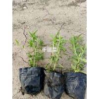 出售千屈菜 庭院花坛花镜绿植栽培 园林水体绿化造景观叶植物苗 鞍山花卉电议价格 一惠花圃