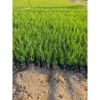 马莲基地 马蔺培育基地 定金发货 鞍山花卉基地 自有基地 现货充足 电议价格 一惠花圃
