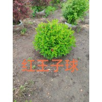 锦带球 苗圃出售红王子锦带球 规格齐全工矿区绿化 园林草坪美化苗木 东北苗木 电议 宏业苗木