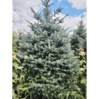 出售 ​美国蓝杉2.5-3.5米现货上车价低 树形优美 针叶蓝色景区园林公园造景观赏苗木