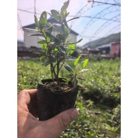 映山红树苗