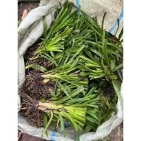 【红花萱草】大花萱草，金娃娃量大，萱草小袋苗 园林花坛花镜丛植观赏工程苗 电议价格 绿川园艺