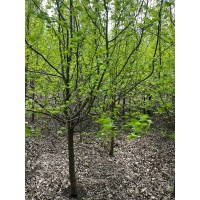 山丁子8-12公分，自己家苗价格便宜。4-6公分2000多棵价格便宜 东北苗木 五常市绿川园艺