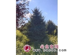 青扦云杉 绿化荒山造林 抚顺青扦云杉培育基地 树形优美红皮青扦云杉 园林景观绿化树 电议盛溪苗圃图1