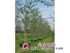 容器苗银杏成活率好 小区庭院公园观赏绿化种植景区园林造景风景树 电议价格 抚顺县盛溪苗圃图1