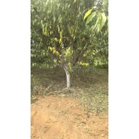 山桃12～15公分 庭院绿化 公园小区种植山桃树 抗寒性好 电议价格 郓城县鲁韵苗木种植基地