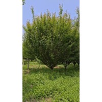 红梅12～15公分 基地出售骨里红梅地栽苗 绿化工程苗 规格齐全景区园林公园观赏苗 鲁韵