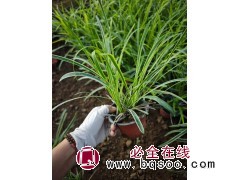 金边麦冬小苗易成活耐寒耐旱 别墅庭院绿化工程苗 地栽盆栽园林景观地被植物 电议价格 山合水图1