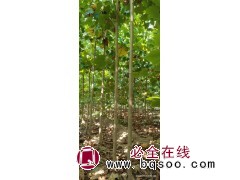 2-3-4-5-6公分法桐新苗,大量供应 速生法桐悬铃木量大占地苗处理价 电议价格 弘明苗木图1