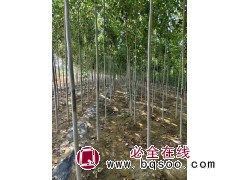 2-5公分白蜡新苗,大量供应 公园小区街道风景树 园林景观造景 电议价格 山东白蜡 弘明苗木图1