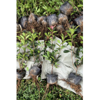 红叶石楠小苗 小区绿化树种 石楠树规格 根系发达苗粗壮 园林绿化绿篱小苗 电议价格 裕禾园林绿化