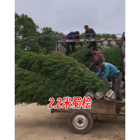 1-3米蜀桧 常用四季常青苗木地被蜀桧耐寒苗 滁州塔柏造型基地 电议价格 园林绿化 裕禾园林绿化