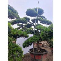 罗汉松 熟桩密实云片精品树 罗汉松熟桩盆景 成活高小区庭院绿化景观造型树 电议价格