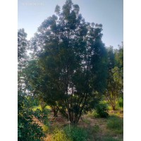 5-9米假植丛生秋紫白蜡 道路绿化种植树 行道风景观赏树 庭院观赏造型树 电议价格现货装车