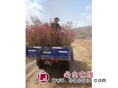 兴安杜鹃 本基地常年出售兴安杜鹃，高度1.2-2米，数量5万株，蛟河市拉法街太平苗圃图2