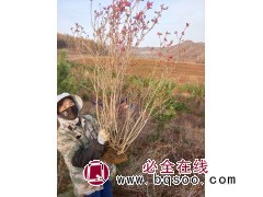 兴安杜鹃 本基地常年出售兴安杜鹃，高度1.2-2米，数量5万株，蛟河市拉法街太平苗圃图3