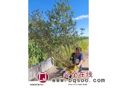 兴安杜鹃 本基地常年出售兴安杜鹃，高度1.2-2米，数量5万株，蛟河市拉法街太平苗圃图5