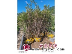 兴安杜鹃 本基地常年出售兴安杜鹃，高度1.2-2米，数量5万株，蛟河市拉法街太平苗圃图4