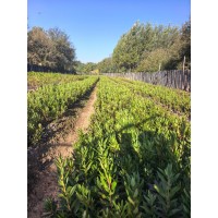 兴安杜鹃杯苗 迎红杜鹃 出售兴安杜鹃杯苗 吉林市船营区太平苗圃 电议价格 东北苗木基地