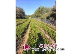 兴安杜鹃杯苗 迎红杜鹃 出售兴安杜鹃杯苗 吉林市船营区太平苗圃 电议价格 东北苗木基地图2