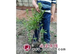 兴安杜鹃杯苗 迎红杜鹃 出售兴安杜鹃杯苗 吉林市船营区太平苗圃 电议价格 东北苗木基地图3