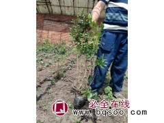 兴安杜鹃杯苗 迎红杜鹃 出售兴安杜鹃杯苗 吉林市船营区太平苗圃 电议价格 东北苗木基地图4
