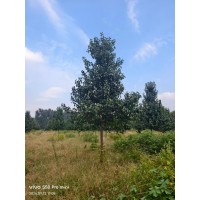 8-10公分高杆彩叶豆梨 庭院绿化树 四季栽植观赏树 带土发货 电议价格 高速公路风景树 鲁韵苗木