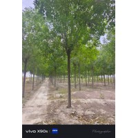 10-12公分精品白蜡 栽培简易 工程园林观赏树 城市道路绿化树 电议价格 行道观赏树 弘景园林