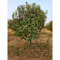 绚丽海棠8～13 绚丽海棠价格及枝叶养护要点 山东货源 电议价格 庭院绿化树 鲁韵苗木种植基地