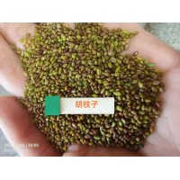 二色胡枝子，截叶胡枝子，胡枝子种子 草原沙化治理首选灌木品种，作饲草、绿肥，效果显著 电议 环艺种子