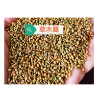 草木犀种子 护坡草种子 边坡草籽 复绿草籽 耐寒耐旱 高发芽率 四季牧草多年生 电议价格  环艺种子