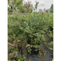 菱叶绣线菊 工程苗好打理易成活庭院花镜种植 园林庭院绿化工程苗 花灌木栽植 电议价格 梦境园艺