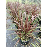 紫叶橡草 石头旁彩叶观赏草 喜光 耐半阴 耐盐碱 庭院 花镜 园林景观 花镜花坛点缀 电议价格 上海梦境园艺