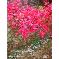 ​金陵红 四季色彩鲜明 景观绿化树种 南京地方特色的创新型本土优质品种 电议价格 南京金杉生态