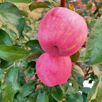 出双脱毒种苗乔化 苹果矮化苹果早熟品种红斯尼克，月香，鲁力 大卫嘎啦 鲁艳，明月 鲁红1号品种