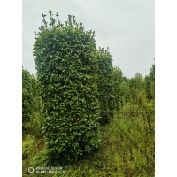 石楠柱准备退林了≈高3米多 小区公园绿化造型植物 小型园艺 球形柱形绿篱 电议价格 赵二刚家庭农场