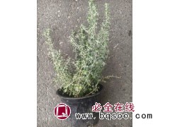 2加仑银叶仓鼠盆栽苗 花园小灌木耐热寒绿植银色多年生观叶盆栽 电议价格 小胖花木基地图1