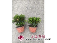 120矮婆鹃 盆栽小苗 四季常青庭院阳台花园花卉植物 园林地被绿化工程苗 电议价格 常州小胖花木基地图1