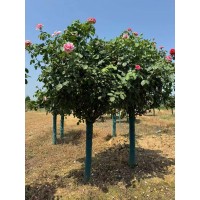 6公分精品树桩月季 多色系重瓣月季花，独杆树桩月季 颜色鲜艳 观赏性高 电议价格 南阳张果月季